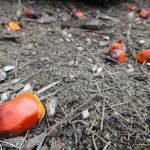 Palm Oil vs Palmolein Oil: Differences, Benefits and Side Effects