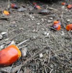 Palm Oil vs Palmolein Oil: Differences, Benefits and Side Effects
