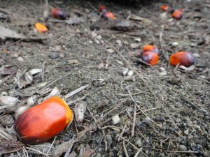 Palm Oil vs Palmolein Oil: Differences, Benefits and Side Effects