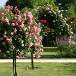 Astgaon’s Rose Revolution