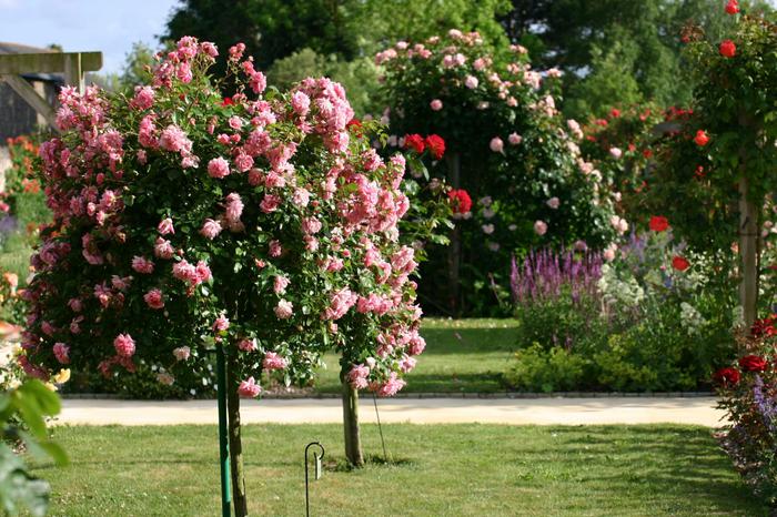 Astgaon’s Rose Revolution
