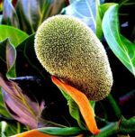 Jackfruit Peel Innovation Offers New Hope for Fluoride Removal