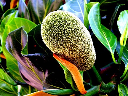 Jackfruit Peel Innovation Offers New Hope for Fluoride Removal
