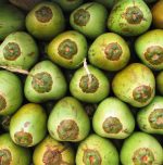 The Coconut Blessings of Moodabidri