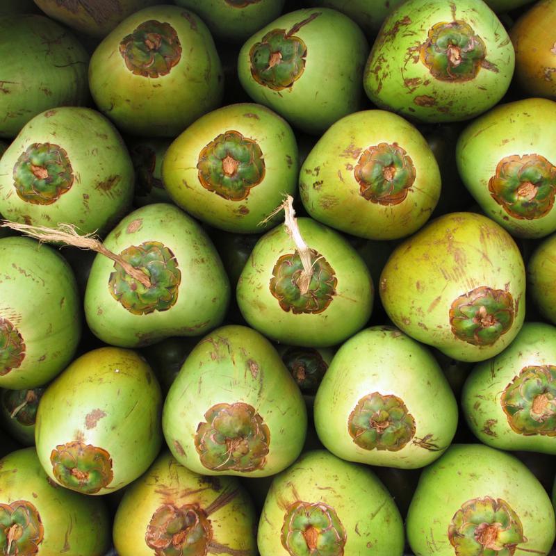 The Coconut Blessings of Moodabidri